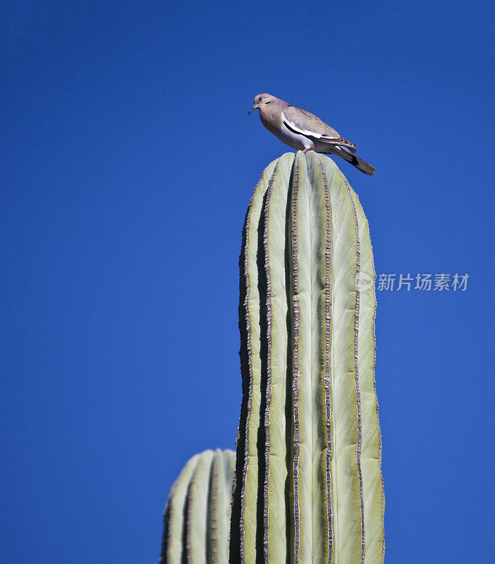 White-winged Dove (Zenaida asiatica) on Giant Cardon Cactus, Mexico